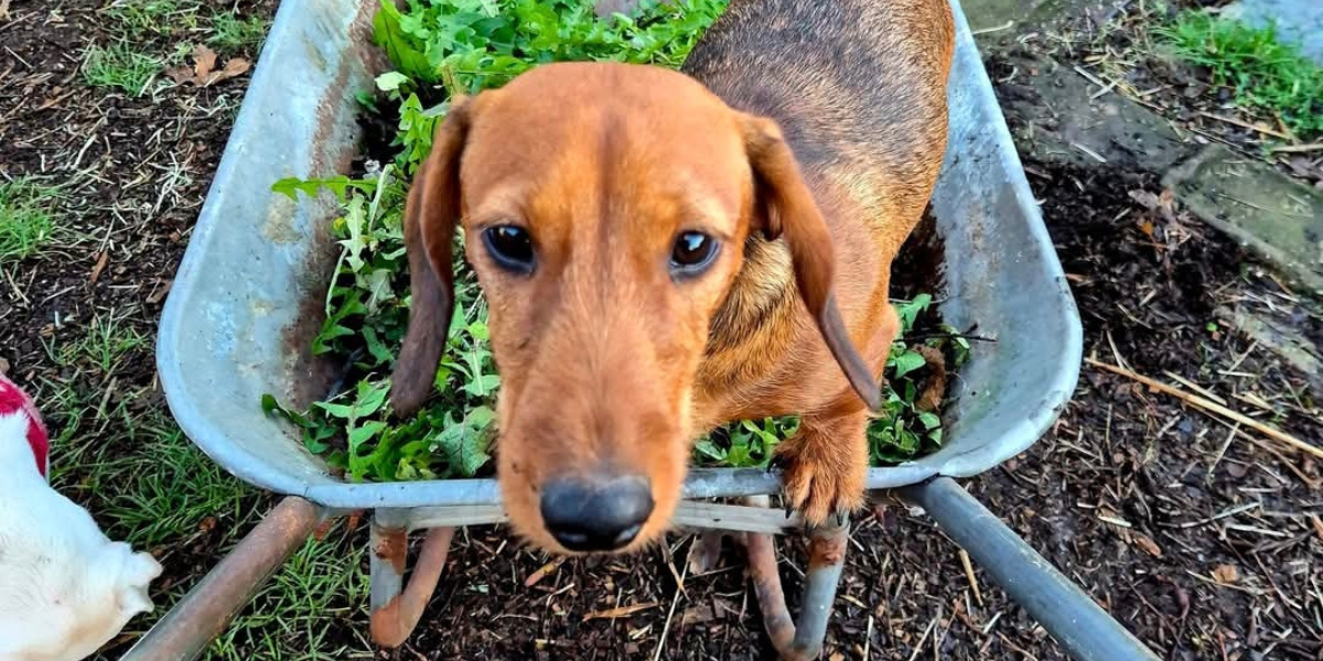 Dog in Wheelbarrow